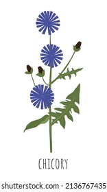 Chicory. Wild flower. Vector illustration.