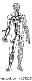 Chief veins and arteries of the body, vintage line drawing or engraving illustration.