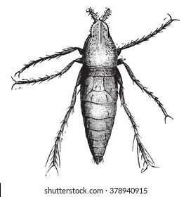 Chiggers Male, Magnified 50 Times, Vintage Engraved Illustration. Magasin Pittoresque 1873.