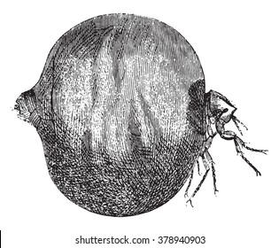 Chigoe flea, vintage engraved illustration. Magasin Pittoresque 1873.