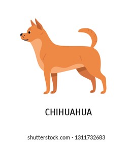 Chihuahua. Adorable small purebred toy dog or lapdog isolated on white background. Beautiful cute domestic animal or pet of short-haired breed. Colored vector illustration in flat cartoon style.