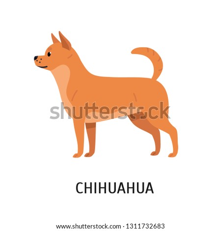 Chihuahua Adorable Small Purebred Toy Dog Stock Vector Royalty