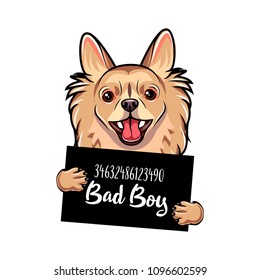 Chihuahua Bad boy. Dog prison. Police mugshot. Chihuahua criminal. Arrest photo. Vector illustration.