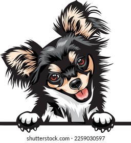 Chihuahua Color Peeking Dogs. Color image of a dogs head isolated on a white background. Dog portrait, Vector illustration