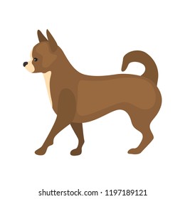 Chihuahua color vector icon. Flat design