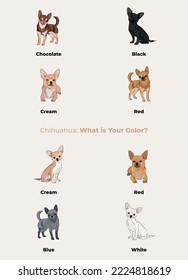 Chihuahua colors. Cute toy dogs characters in various poses, design for print, adorable and cute cartoon vector set, in different poses. All popular colors. Dog Drawing collection set.Chocolate, Black