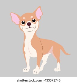 chihuahua dog