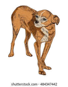 Chihuahua (dog)