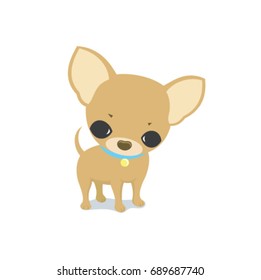 Chihuahua Dog