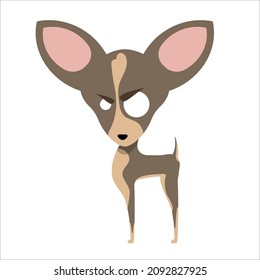 Chihuahua dog with an angry look. Vector illustration