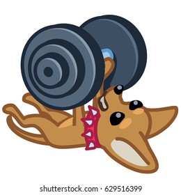 Chihuahua Dog Barbell Push Vector Illustration