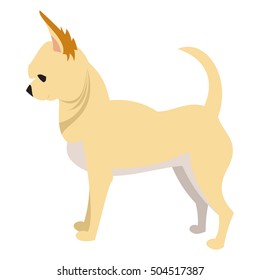 Chihuahua dog breed