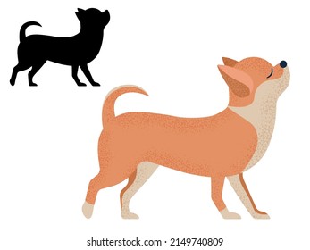 Chihuahua dog breed walking. Popular small pet from Mexico, design element in colorful cartoon style and outline silhouette.