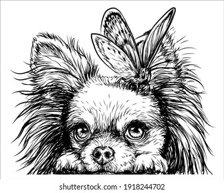 Chihuahua dog with a butterfly. Wall sticker. Graphic, black-and-white, sketch portrait of a Chihuahua dog on a white background. Digital drawing