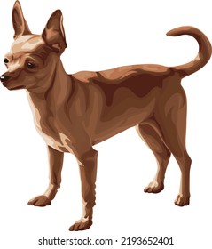 Chihuahua dog color illustration. Chihuahua clipart. 
Chihuahua vector graphic on transparent background, dog vector.
