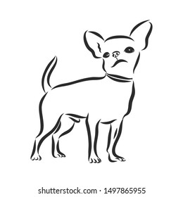 Chihuahua dog, contour vector illustration 