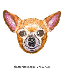 Chihuahua dog, cute face with smile, Chiwawa puppy, vector illustration