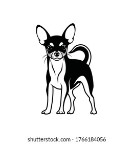 Chihuahua Dog - Isolated Vector Illustration