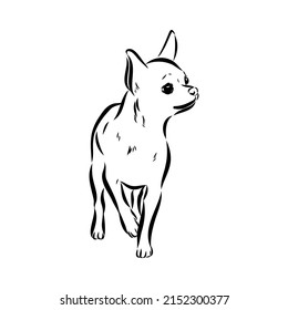 Chihuahua Dog Isolated Vector Illustration Chihuahua Stock Vector ...