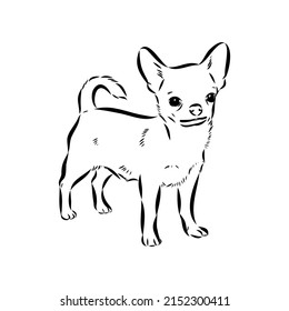 Chihuahua dog - isolated vector illustration chihuahua vector