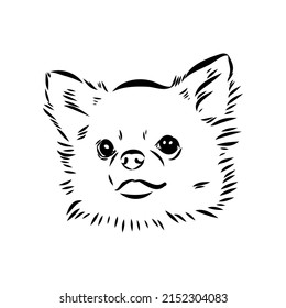 Chihuahua dog - isolated vector illustration chihuahua vector