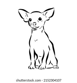 Chihuahua dog - isolated vector illustration chihuahua vector