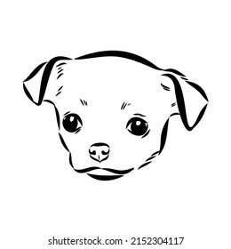 Chihuahua dog - isolated vector illustration chihuahua vector