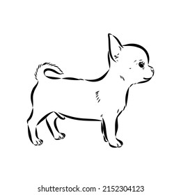 Chihuahua dog - isolated vector illustration chihuahua vector