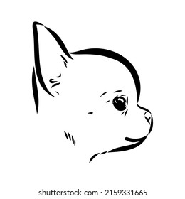 Chihuahua dog - isolated vector illustration chihuahua vector