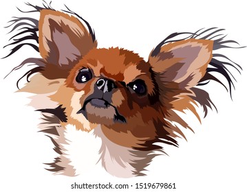 Chihuahua Dog Longhair Vector Illustration