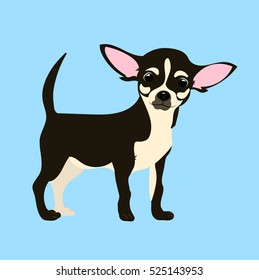 chihuahua dog at one color background