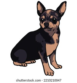 Chihuahua Dog Pet Colored Drawing