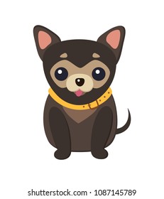 Chihuahua dog picture, poster with tiny animal with short tail, pet popular among glamorous women vector illustration isolated