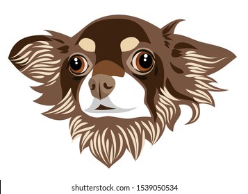 Chihuahua dog portrait with big ears and round eyes