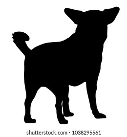 Chihuahua dog silhouette on a white background.