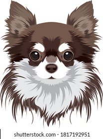 chihuahua dog vector portrait illustration