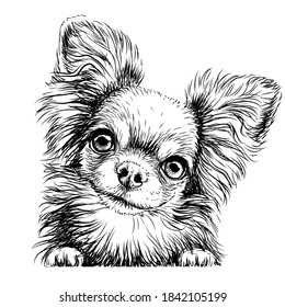 Chihuahua dog. Wall sticker. Graphic, black-and-white, sketch portrait of a Chihuahua dog on a white background. Digital drawing