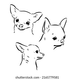 Chihuahua dog. Wall sticker. Graphic, black-and-white, sketch portrait of a Chihuahua dog on a white background. Digital drawing