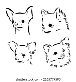 Chihuahua dog. Wall sticker. Graphic, black-and-white, sketch portrait of a Chihuahua dog on a white background. Digital drawing