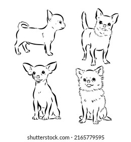 Chihuahua dog. Wall sticker. Graphic, black-and-white, sketch portrait of a Chihuahua dog on a white background. Digital drawing