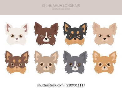 Chihuahua dogs clipart. Different coat color.  Vector illustration