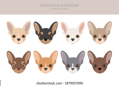 Chihuahua dogs different coat colors. Chihuahuas characters set.  Vector illustration