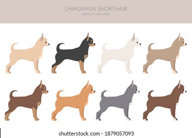 Chihuahua dogs different coat colors. Chihuahuas characters set.  Vector illustration