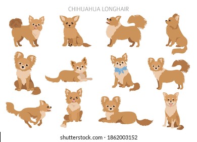 Chihuahua dogs  in different poses. Adult and puppy set.  Vector illustration