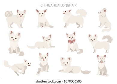 Chihuahua dogs  in different poses. Adult and puppy set.  Vector illustration