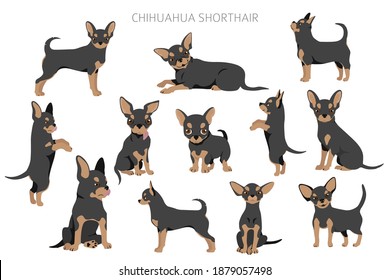 Chihuahua dogs  in different poses. Adult and puppy set.  Vector illustration