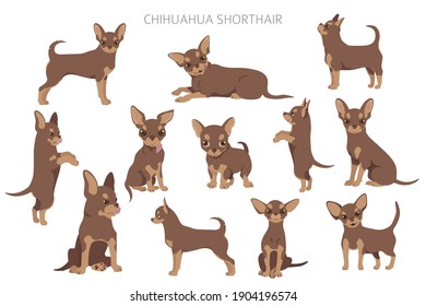 Chihuahua dogs  in different poses. Adult and puppy set.  Vector illustration