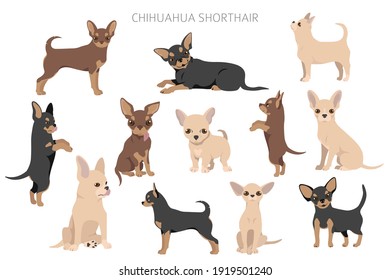 Chihuahua dogs  in different poses. Adult and puppy set.  Vector illustration