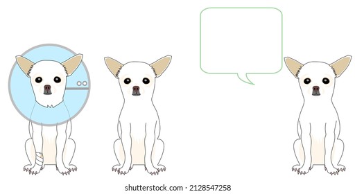 chihuahua dogs with Elizabethan collar and speech balloon. 