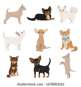 Chihuahua dogs in poses. Different varieties of coat color set.  Vector illustration